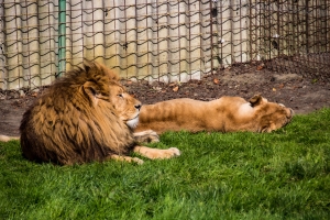 Lion et lionne